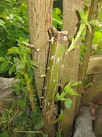 Kletterrose.webp