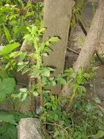 Kletterrose (2).webp