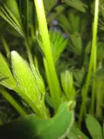Lupine (3).webp