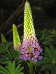 Lupine (4).JPG