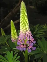 Lupine (4).webp