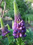 Lupine (2).JPG