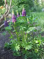 Lupine.webp