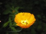 Mohn (3).JPG