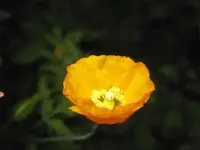 Mohn (3).webp