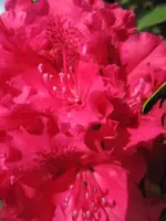 Rhodo (5).webp
