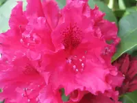 Rhodo (7).webp