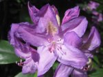 Rhodo (10).JPG