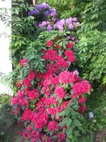 Rhodo.webp
