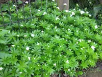 Waldmeister.webp