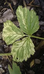 IMAG1126.webp