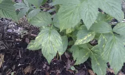 IMAG1125.webp