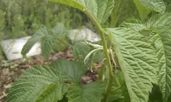 IMAG1130.webp