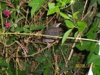 Amsel 100_0991 (Large).webp