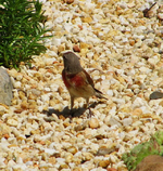 unbekannter vogel.webp