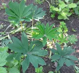 Lupine.webp
