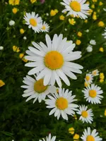 Margaritten_169.webp
