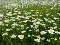 Margaritten_103.webp