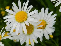 Margaritten_098.webp