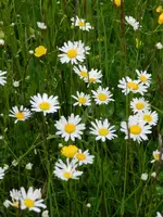 Margaritten_148.webp
