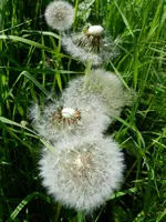 Pusteblumen_023.webp