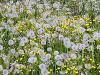 Pusteblume_074.webp