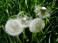 Pusteblumen_028.webp
