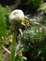 Pusteblumen_026.webp