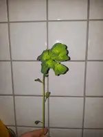 20120530_190411.webp