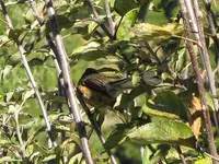 IMG_2872v.webp