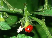 ladybug.webp