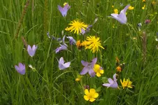 2012_0527Frühling0012.webp