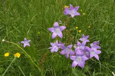 2012_0527Frühling0019.webp