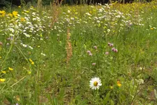 2012_0527Frühling0022.webp