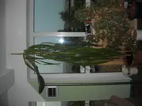 DSCN0609.webp