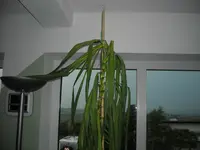 DSCN0610.webp