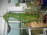 DSCN0611.webp