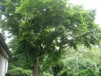 IMGP0247.webp