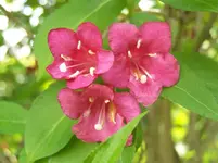 Blüte.webp