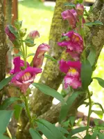 Blümchen.webp