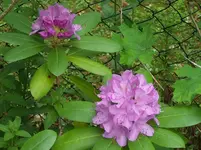 Rhododendron.webp