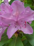 Rododendronblüte2.JPG