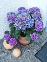 Hortensie.webp