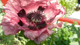 DSCN2974.webp