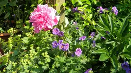 DSCN2980.webp