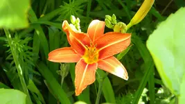DSCN2987.webp