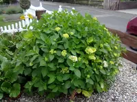 hortensie.webp