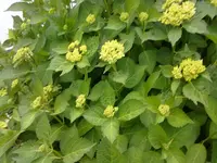 hortensie (2).webp