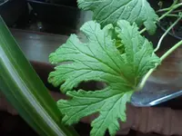 2012-05-31 16.42.40.webp