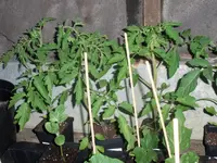 tomato1.webp